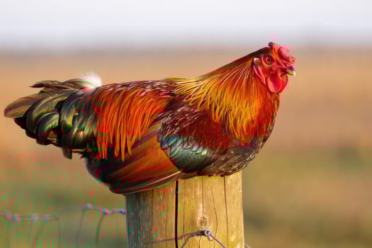 Colorful rooster perched on a fence post in a sunny farm field during morning hours photo