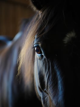 Close look at a horse in a barn during early evening hours on a quiet farm photo