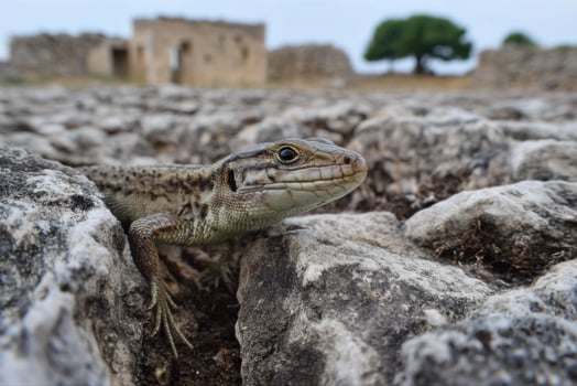 of a lizard on a stone surface, blending seamlessly with its environment photo