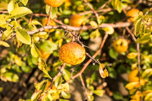 Wild quince. Ripe fruits of wild-growing quince on the branches of a tree in the forest photo