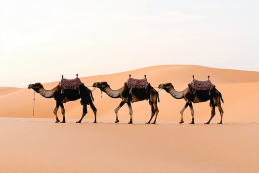 Majestic Camels Crossing the Golden Desert photo