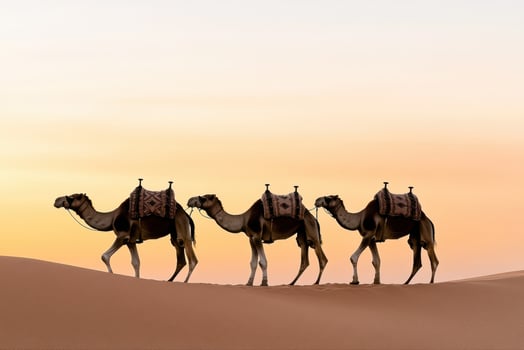Majestic Camels Trekking Across the Golden Desert at Sunrise photo