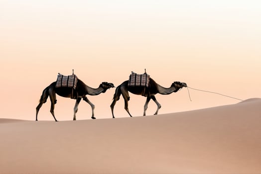 Desert Camel Caravan Journey A Timeless Adventure Through Sands photo