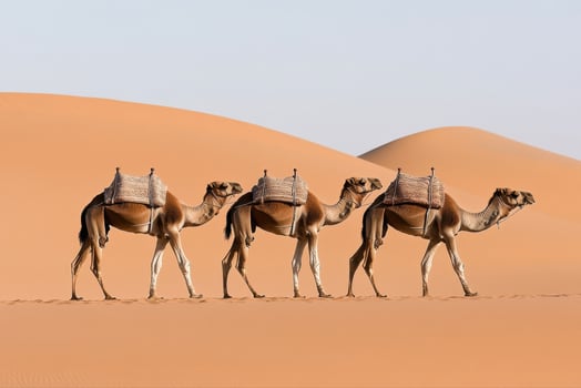 Majestic Camel Caravan Crossing the Golden Desert photo