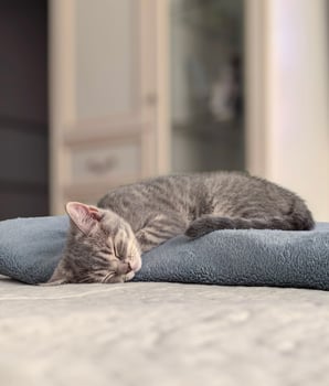 Sleeping gray kitten resting on a folded blanket. Shot with a smartphone. photo