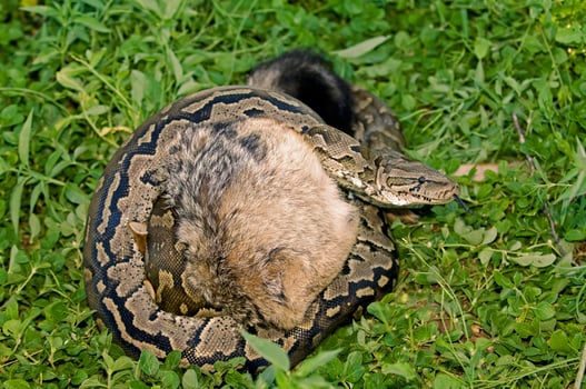 Python is strangling young jackal, Etosha National Park, Namibia, Africa photo