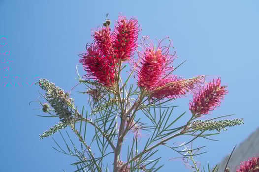 Red flower of Grevillea plants blooming against blue sky. photo