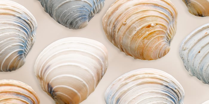 Minimal style pattern seashells beige blue colored on neutral background, banner. Natural Shells of mollusk, summer nautical life style, beauty nature, organic shapes, repeat composition, soft color photo