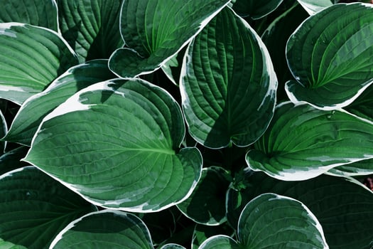 Beautiful green Hosta leaves background, dark green leaf close up texture, abstract foliage nature pattern, top view scenery, green monochrome gradient, lush variegated green leaves with white edge photo