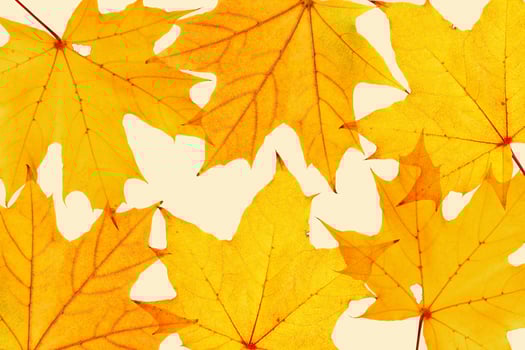 Autumn minimal image with autumn yellow maple leaf with natural texture, botanical design background, pattern on beige. Fall aesthetic photography with macro leaves, seasonal autumnal foliage photo