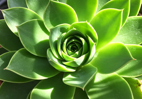 Summer Spiral Succulent with Sunlit Dew Drops photo