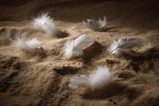 White feathers scattered on the sand photo