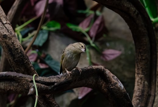 Bird on Twisted Branch photo