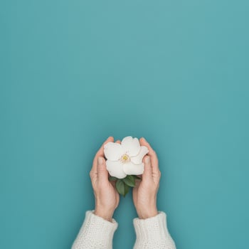 Overhead View of Hands Holding White Flower on Teal Background photo
