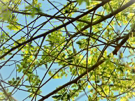 young spring tree branches with leaves against blue sky upward view forming lines going horizontally photo