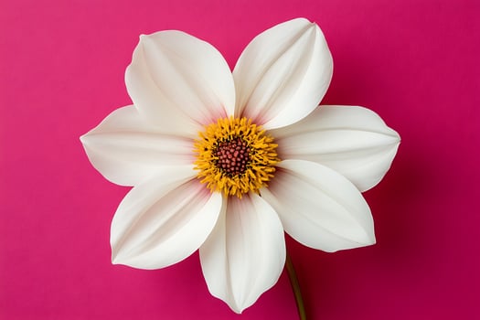White flower on vivid pink background photo