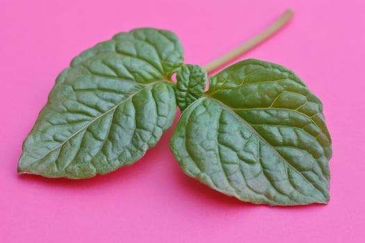 Mint leaves on bright pink background photo