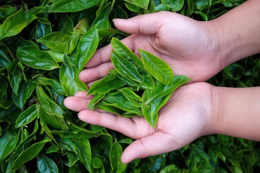 Fresh Green Tea Leaves Held in Hands Close Up of Tea Plantation Harvest photo