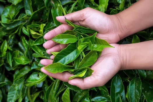 Fresh Green Tea Leaves in Hands Tea Plantation Organic Harvest photo