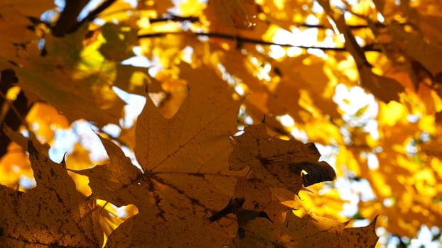Yellow maple leaves on tree branches gently swaying in the wind at sunny day.Lush autumn orange foliage swinging on breeze at forest. Beautiful colorful fall season. Close up Slow motion photo