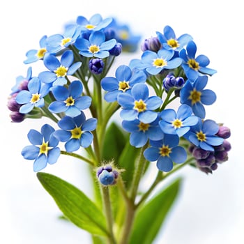 Forget Me Not with Thin Leaves Photo