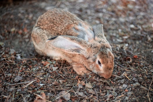 Gray domestic rabbit sits on the ground huddled. photo
