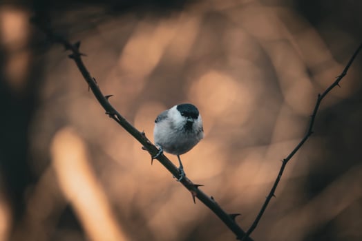 Marsh Tit, Poecile palustris in the tit family Paridae. A bird sits on a tree branch with beautiful nature background. Wildlife scene from nature. photo