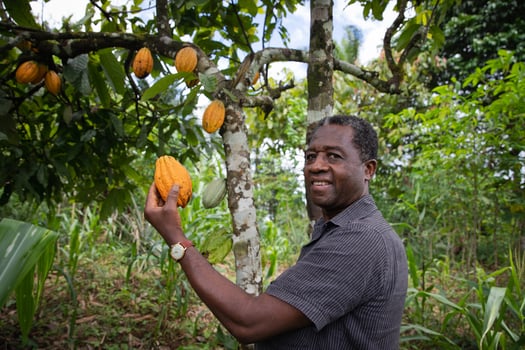Smiling african farmer holds a cocoa pod. Mature agriculturalist at his cocoa plantation. photo