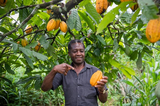 An African farmer points to a ripe cocoa bean freshly picked from his plantation. photo