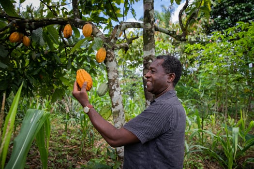 Successful african businessman looks satisfied at a cocoa bean from his plantation. photo