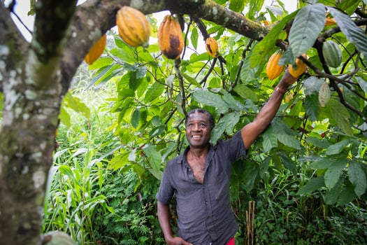 African farmer looks satisfied at his cocoa beans from the plants of his plantation. photo