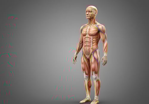 Human body muscles illustration photo