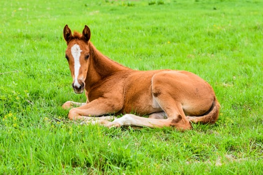 Foal lies alone on green grass and looks at camera. Peaceful spring moment in the countryside with young horse resting in rural field. photo