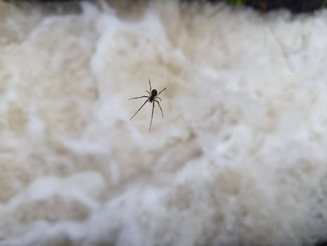 A spider is waiting for prey on the surface of fast flowing water in an irrigation system photo