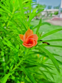 Close-up of a vibrant orange flower with green leaves photo