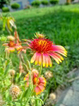 Close-up of a vibrant Indian Blanket Flower in full bloom, showing intricate petal details. photo