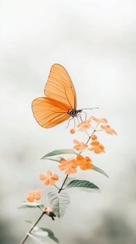 Orange Butterfly Resting on Small Orange Flowers with Green Leaves in Soft Outdoor Light - Gardening photo