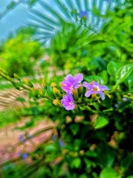 Close-up of delicate purple flowers with green leaves under a bright sky. photo