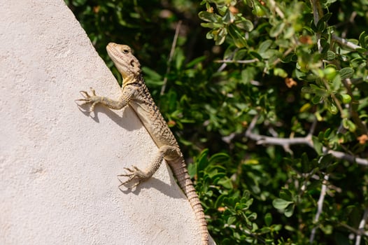 Laudakia stellio basking on a vertical stone wall in Cyprus. Natural behavior of a Mediterranean reptile in a warm and arid environment. photo