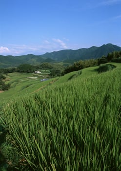 Field with green view. open space, outdoor, High quality photo