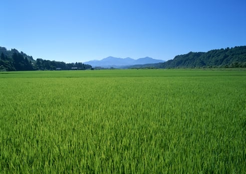 Field with green view. open space, outdoor. High quality photo