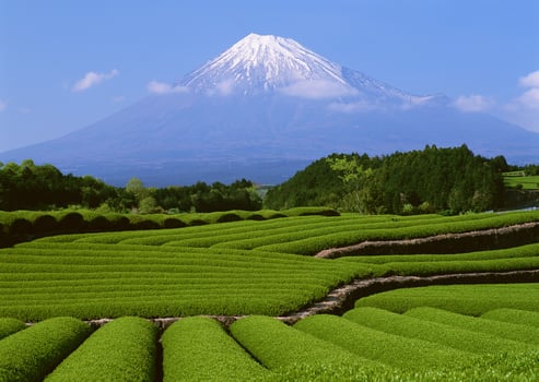 Tea garden field. HVol. 1 photo