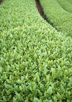 Tea garden field. Vol. 15 photo