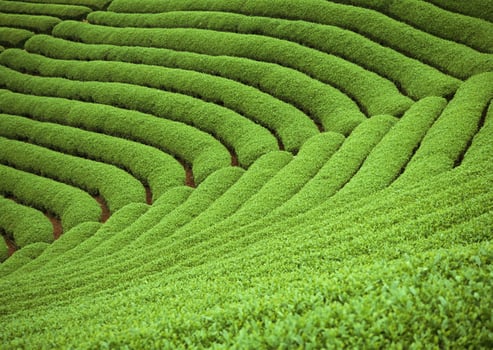 Tea garden field. HiVol. 111 photo