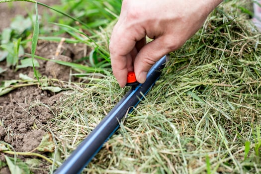 A man installs drip irrigation in a garden by installing drip on a HDPE pipe photo