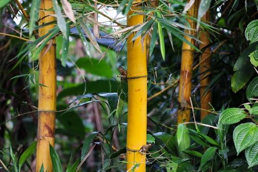 close up photo of yellow bamboo plant stem in tropical forest of indonesia