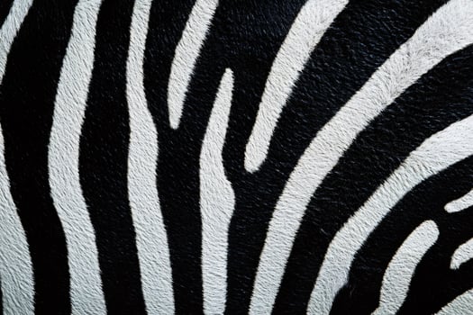 Close-up view of vibrant zebra stripes showing unique pattern photo