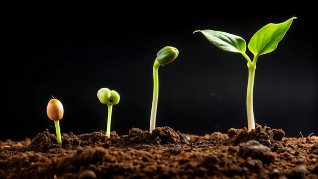 Stages of a Plant's Life Cycle Represented in a Sequence from Germination to Growth photo