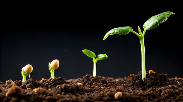Phases of Plant Growth, Seed Germination and Sprout Development Stages photo