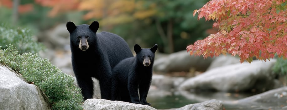 Two black bears standing on rocks near a stream photo